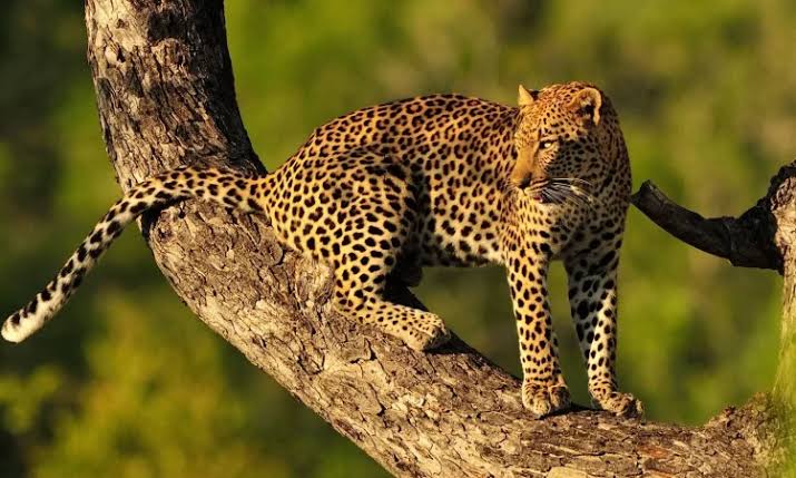 Tanzania Travel Guide